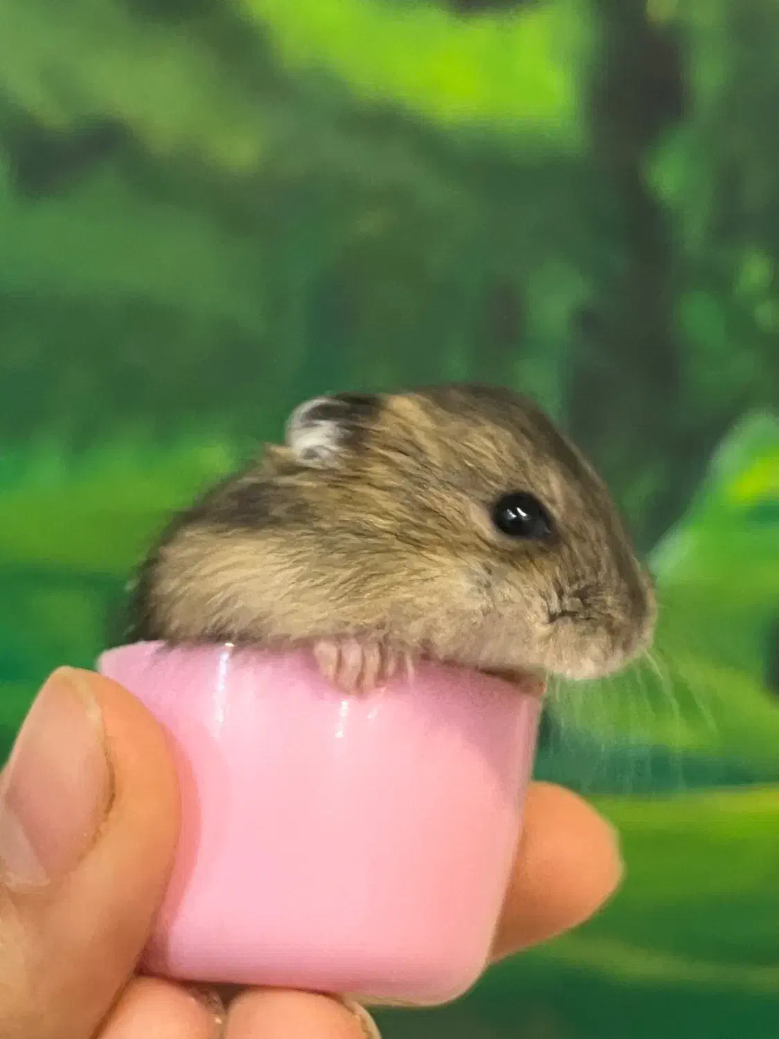 فروش همستر نژاد روسی|موش و خرگوش|اراک, |دیوار