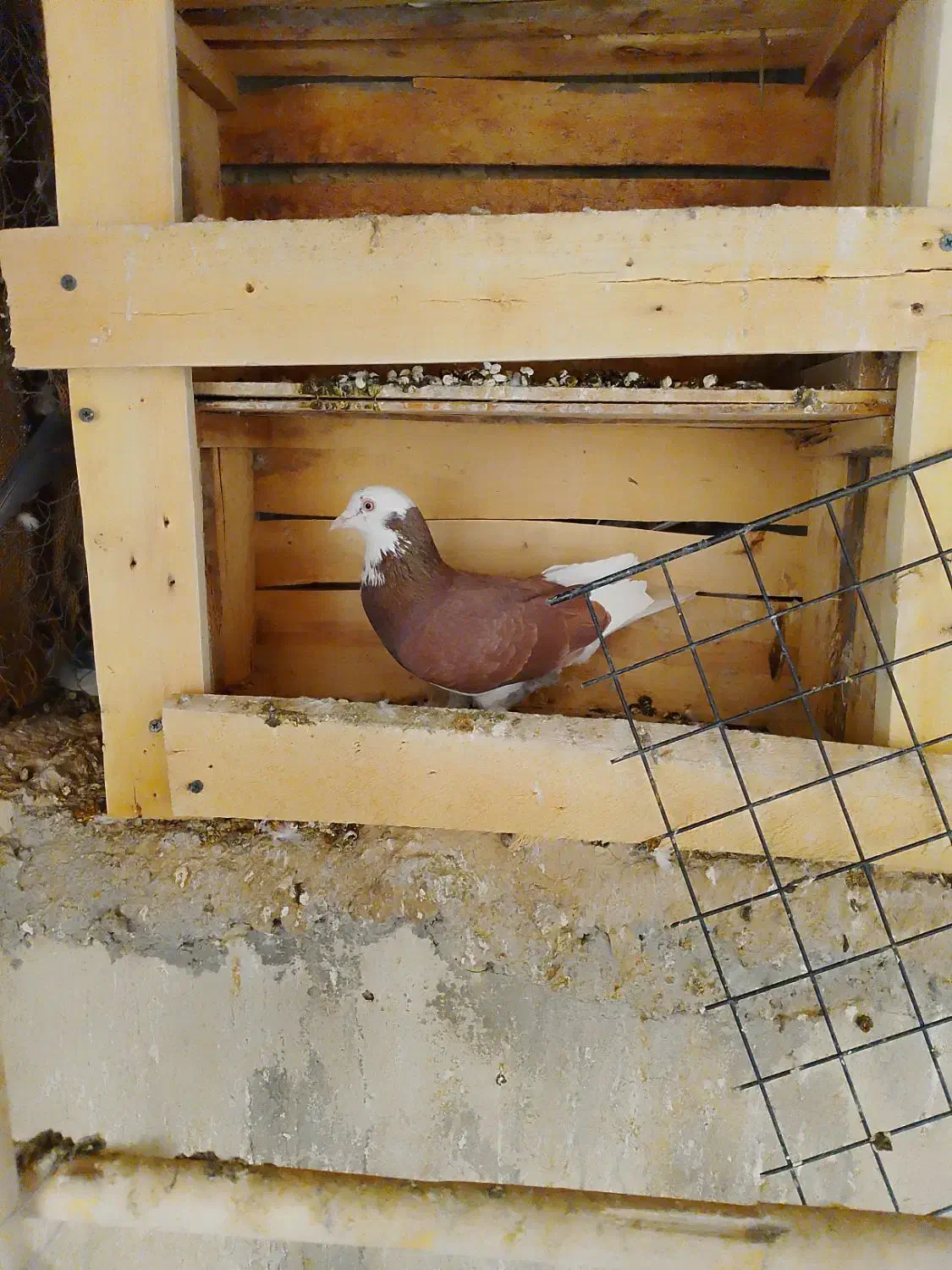 کفتر|پرنده|تهران, سردارجنگل|دیوار