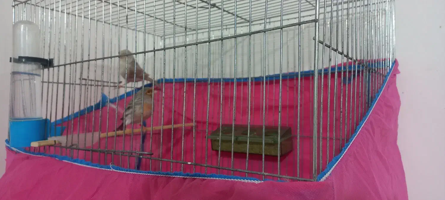 فروش قناری س حال ومست بخون|پرنده|تاکستان, |دیوار