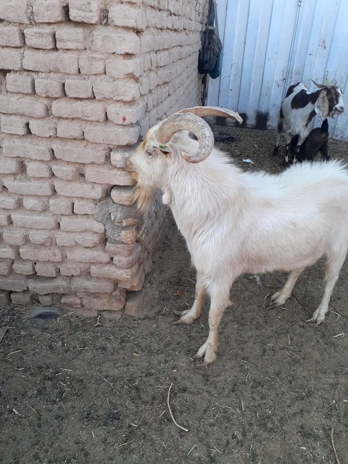 نر بز اصل سانن|حیوانات مزرعه|نیمبلوک, |دیوار