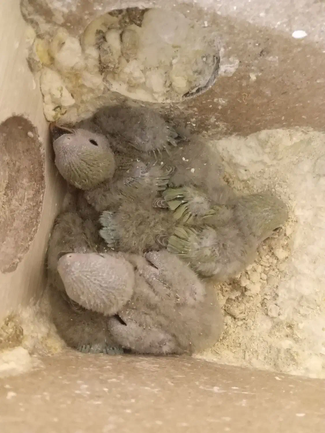 ۴تا جوجه کوتوله برزیلی سرلاکی|پرنده|اصفهان, سرچشمه|دیوار