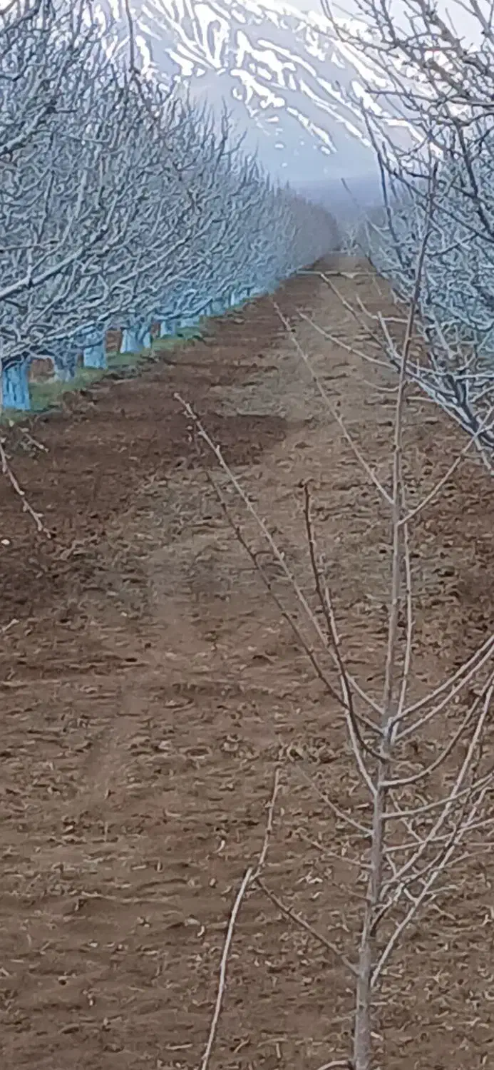 ب سلام سمپاش و خردکن کرای درخدمت دوستان عزیز هستم|خدمات باغبانی و درختکاری|اشنویه, |دیوار