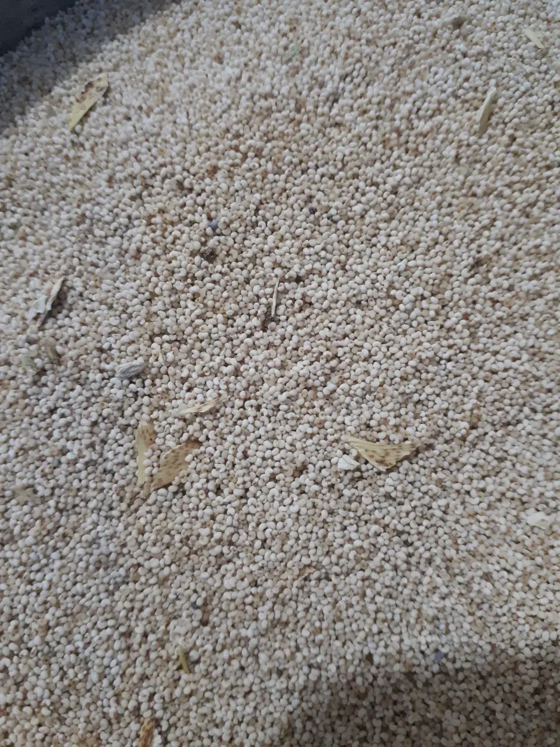 توم درجه یک قیمت 450|خدمات باغبانی و درختکاری|نورآباد, |دیوار