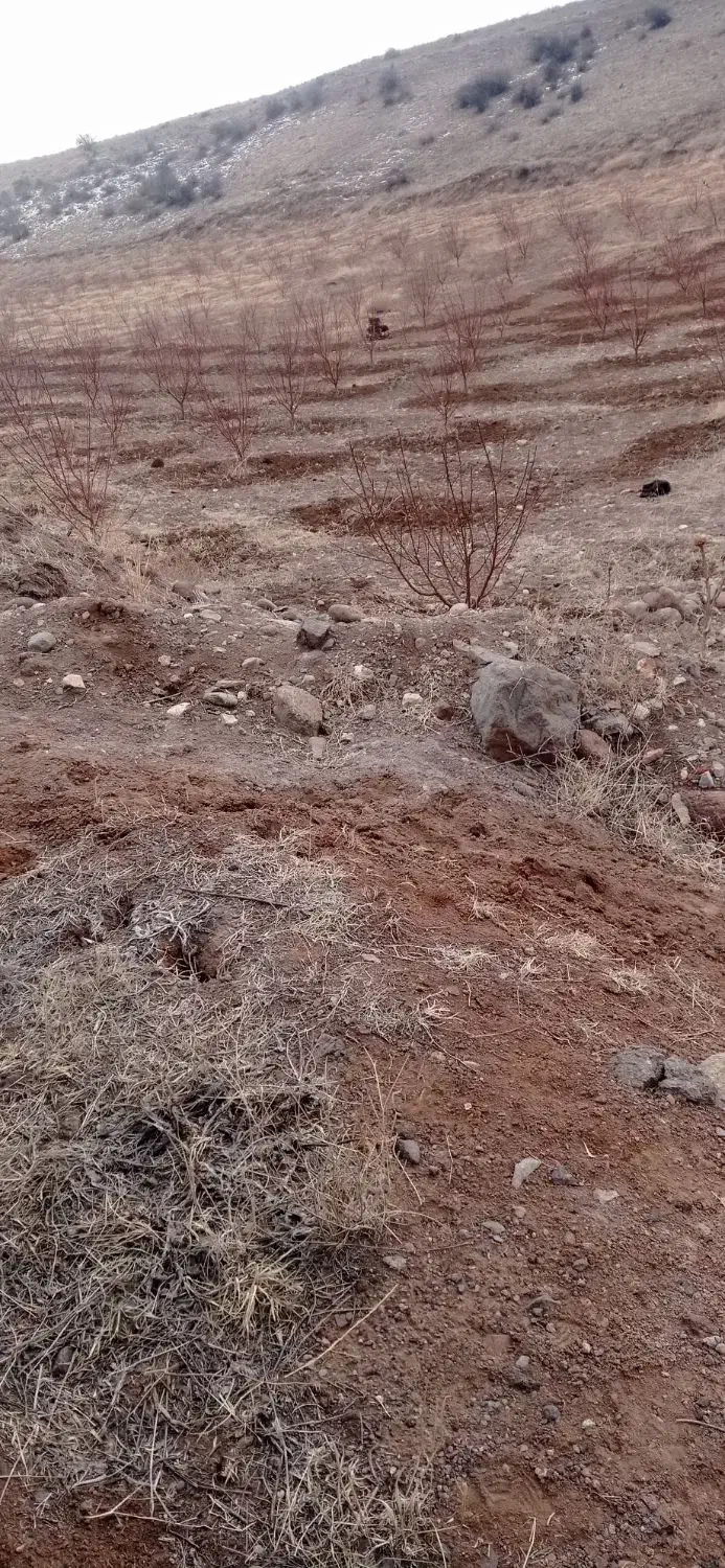 شخم زدن باغ|خدمات باغبانی و درختکاری|مشگین شهر, |دیوار