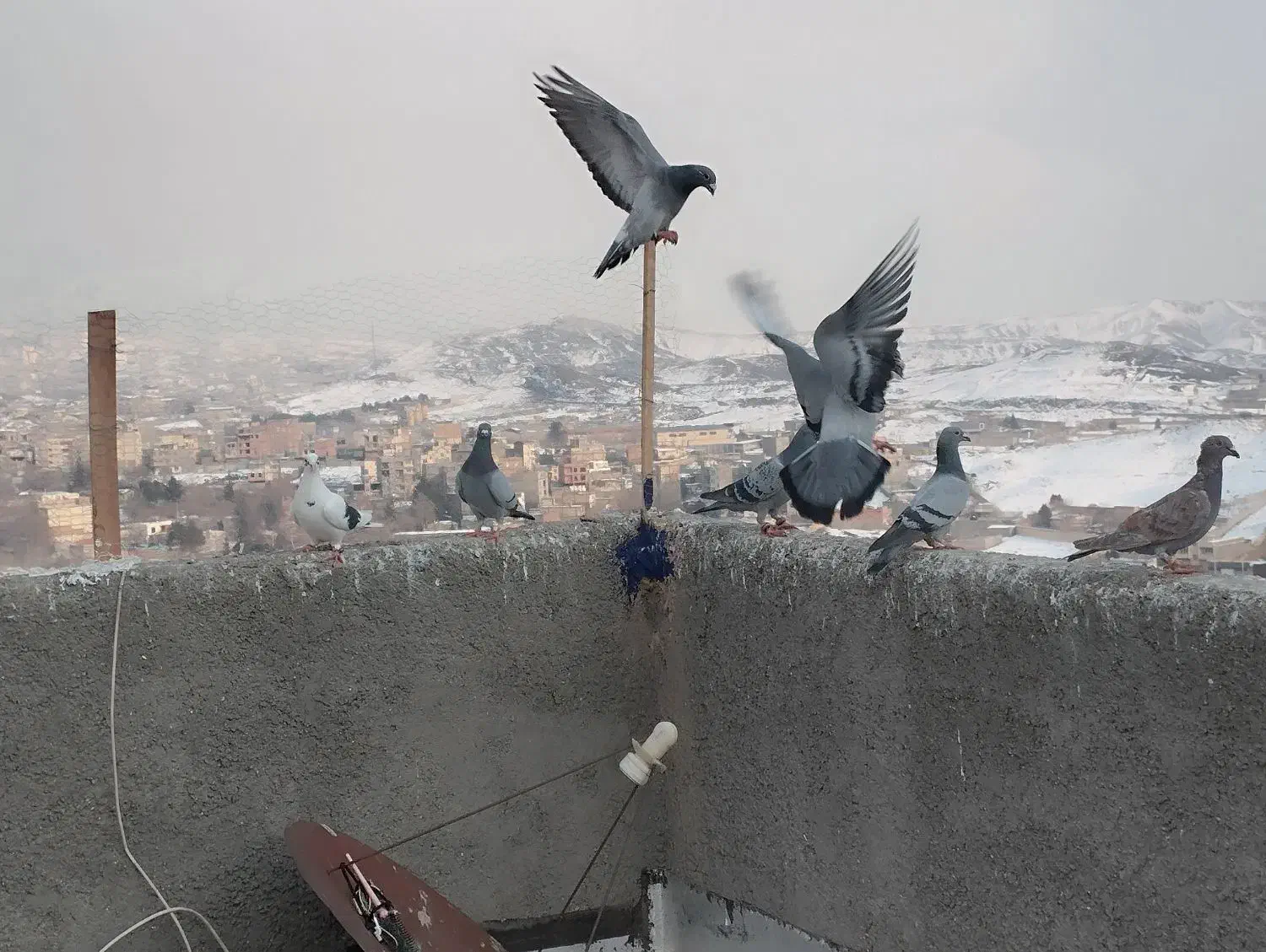 کبوتر شهرستانی پرشی|پرنده|بومهن, |دیوار