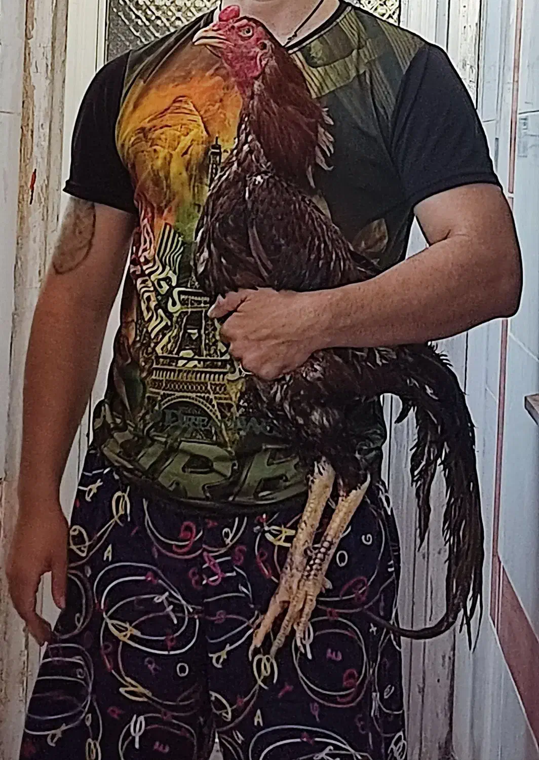 خروس|حیوانات مزرعه|امیدیه, |دیوار