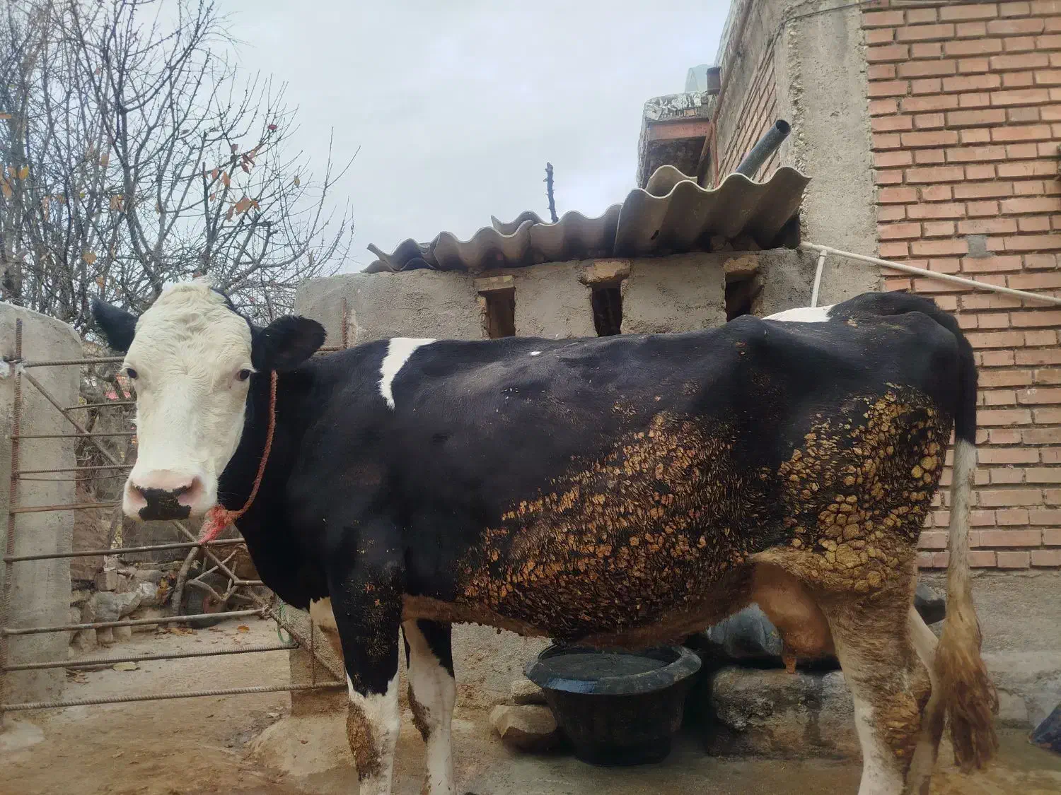 گاو شیری|حیوانات مزرعه|بجنورد, |دیوار