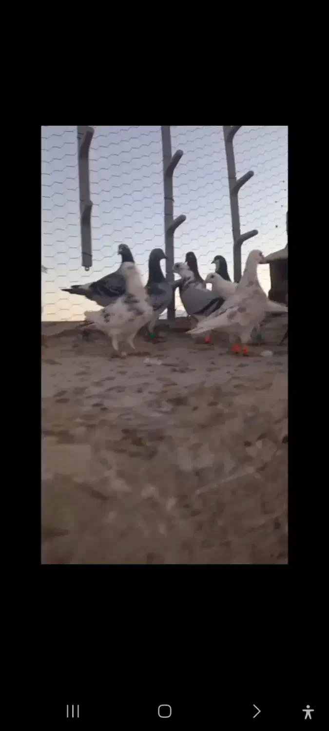 کبوتر|پرنده|تربت جام, نظامی|دیوار