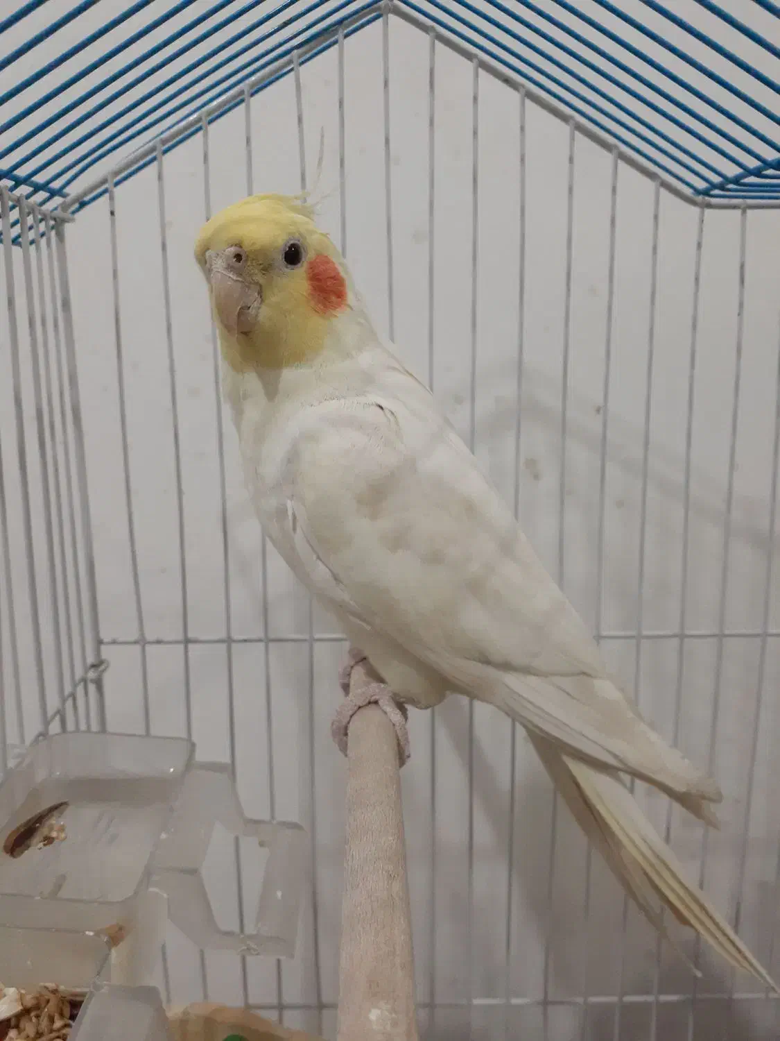 عروس هلندی ناز|پرنده|قم, شهر قائم|دیوار