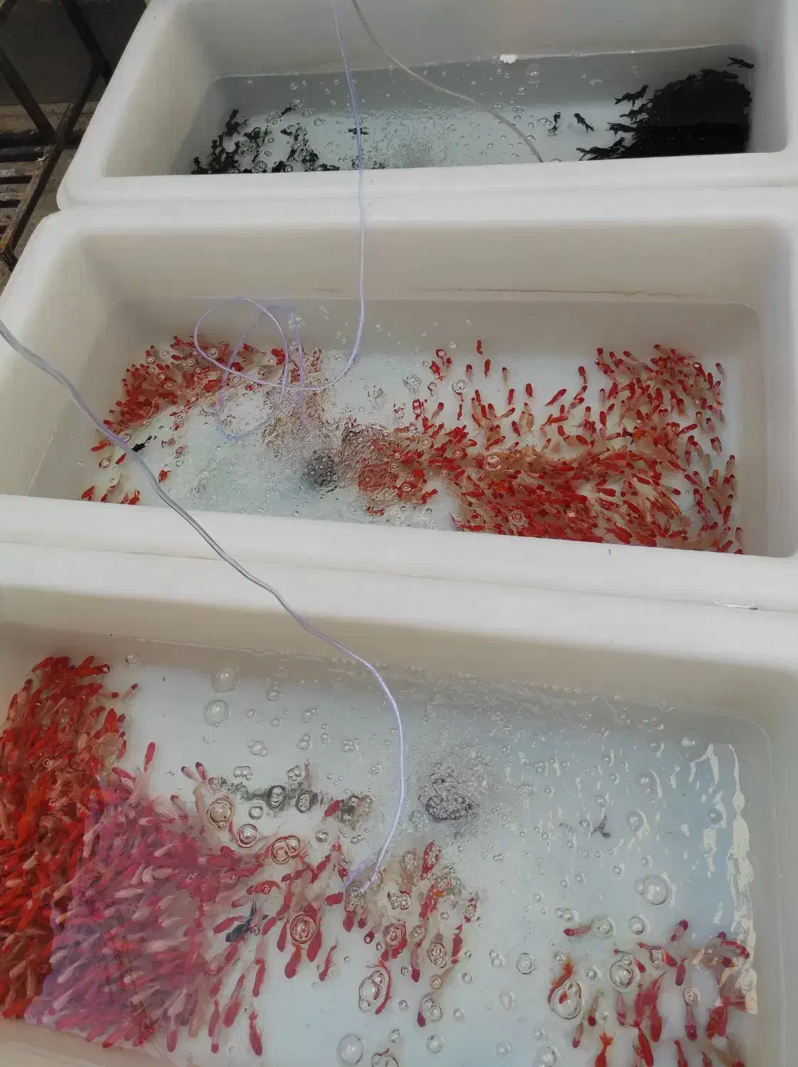 ماهی قرمز|ماهی|فردوس (خراسان), |دیوار