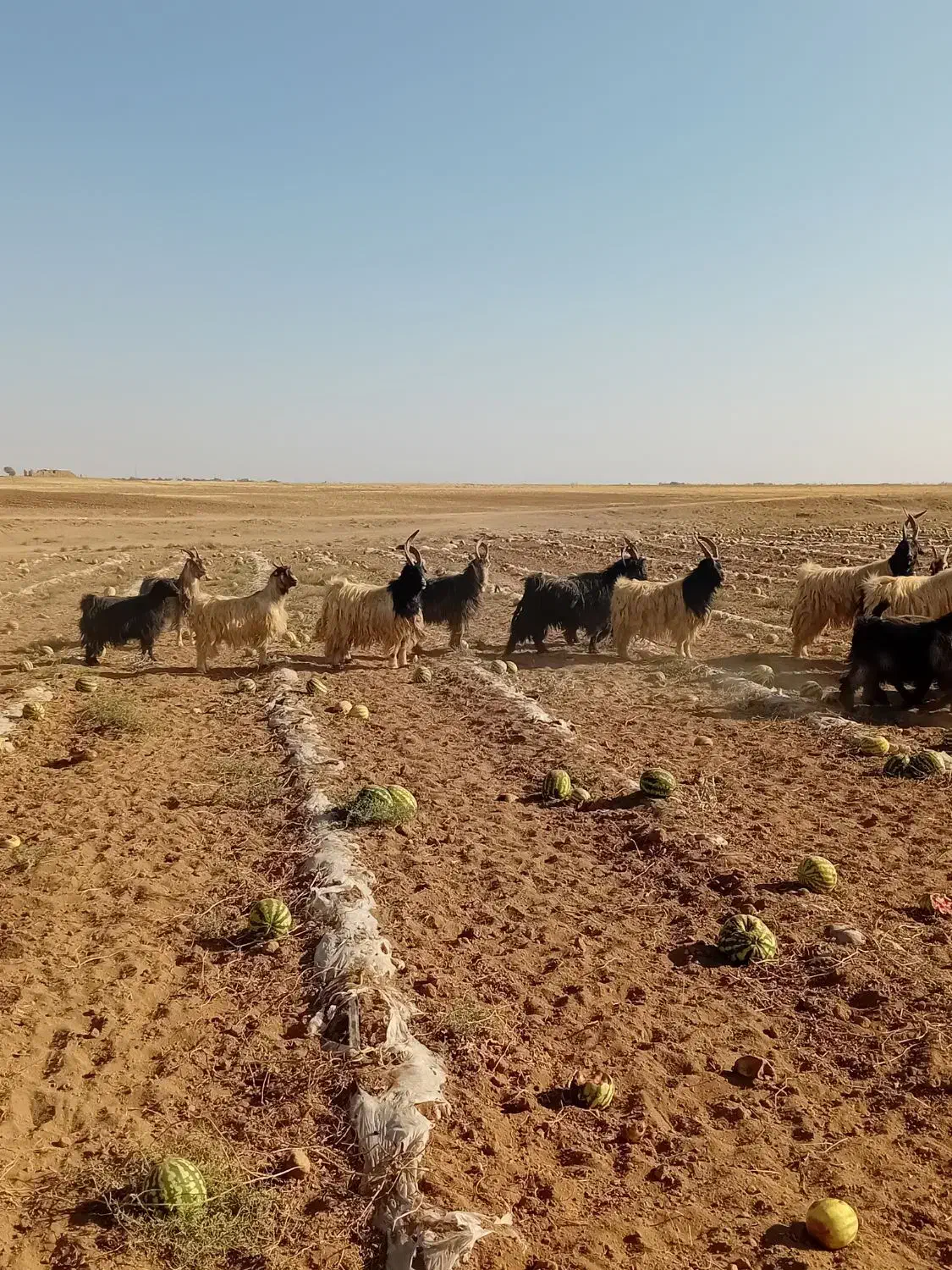 فروشچندراسدوبروبزغالهدوبری|حیوانات مزرعه|فرمهین, |دیوار