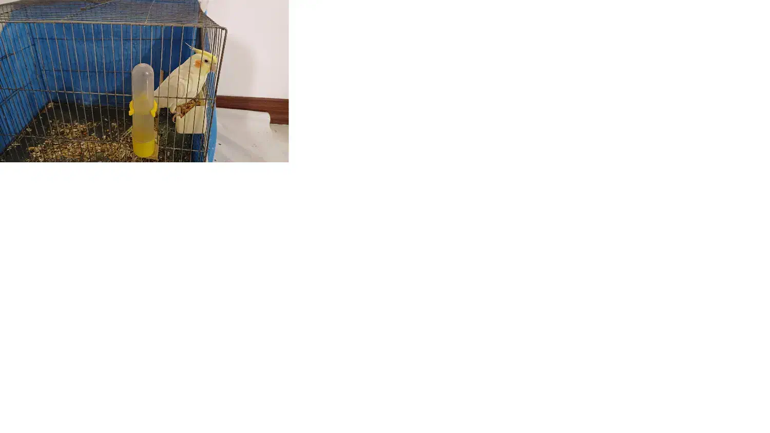 عروس هلندی|پرنده|زرندیه, |دیوار