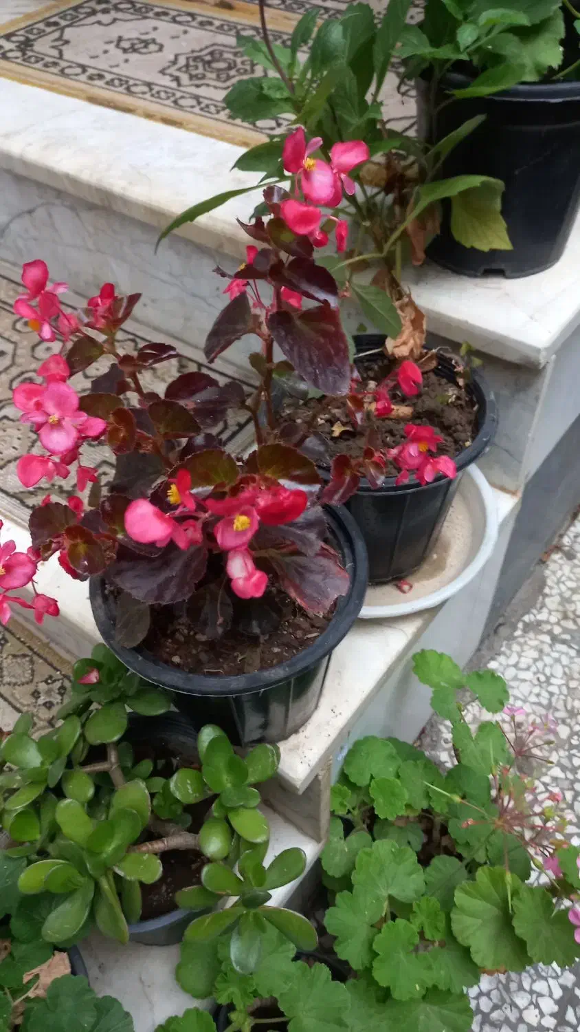 انواع گل فقط ۱۵تومن به علت کمبود جا|گل و گیاه طبیعی|واجارگاه, |دیوار