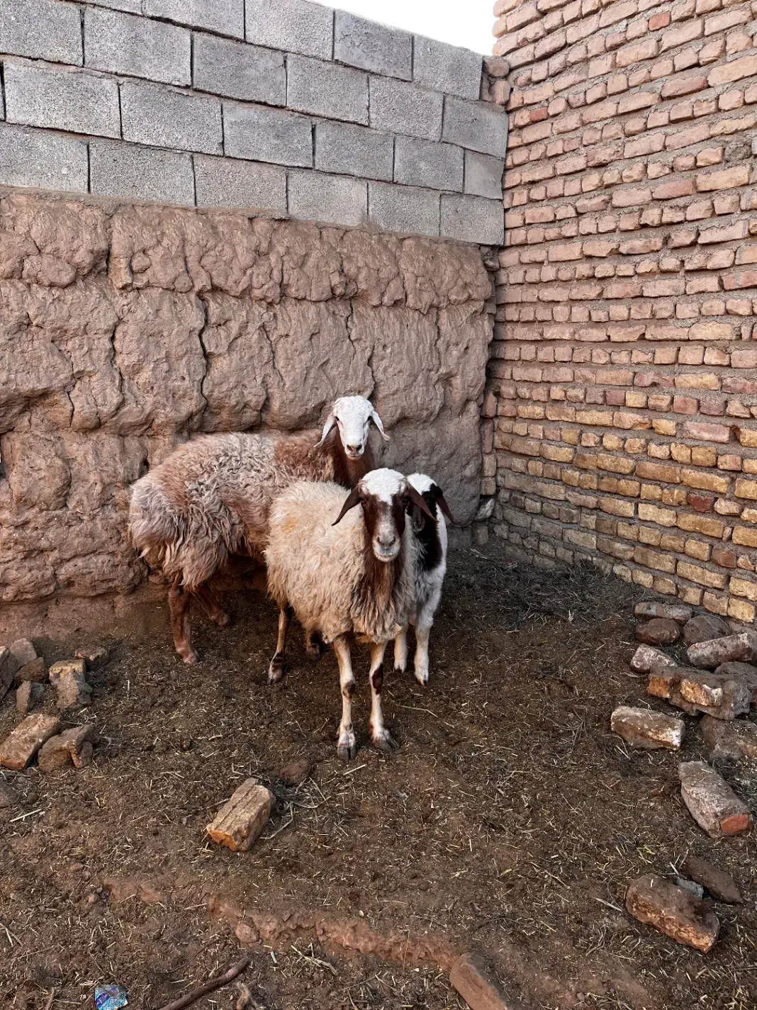 میش زایده|حیوانات مزرعه|بردسکن, |دیوار