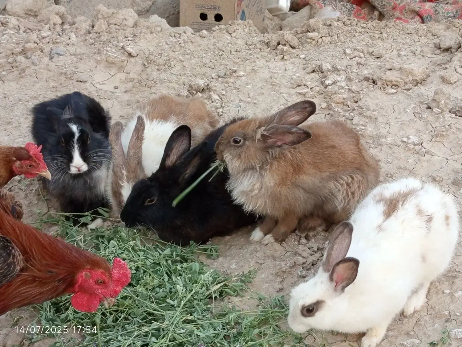 خرگوش نر و ماده|موش و خرگوش|زهک, |دیوار