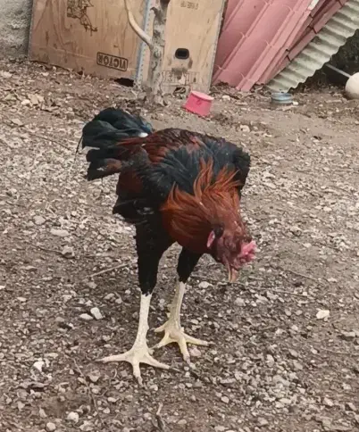 خروس لاری|حیوانات مزرعه|قزوین, |دیوار