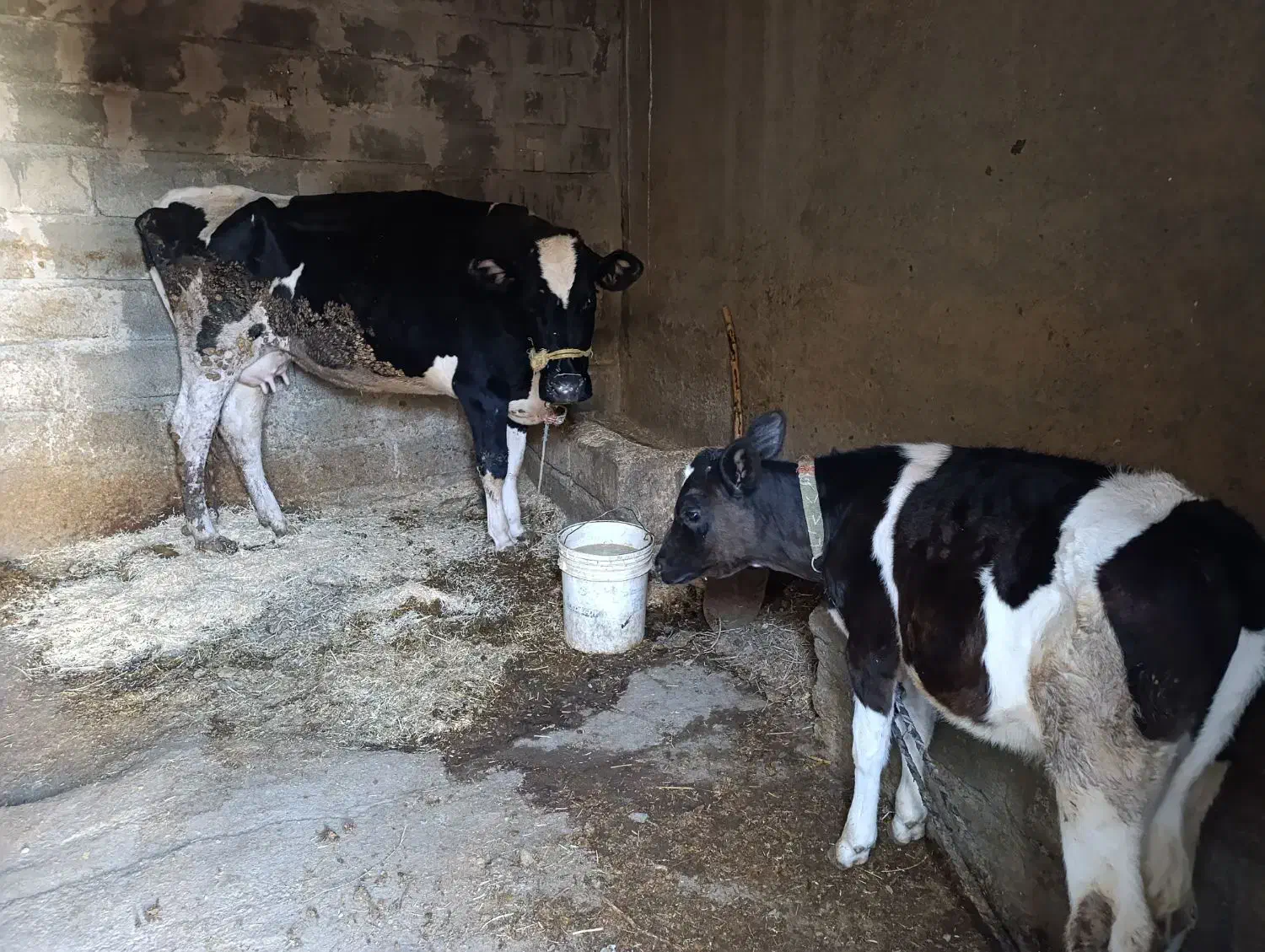 گاو و گوساله|حیوانات مزرعه|بروجرد, |دیوار