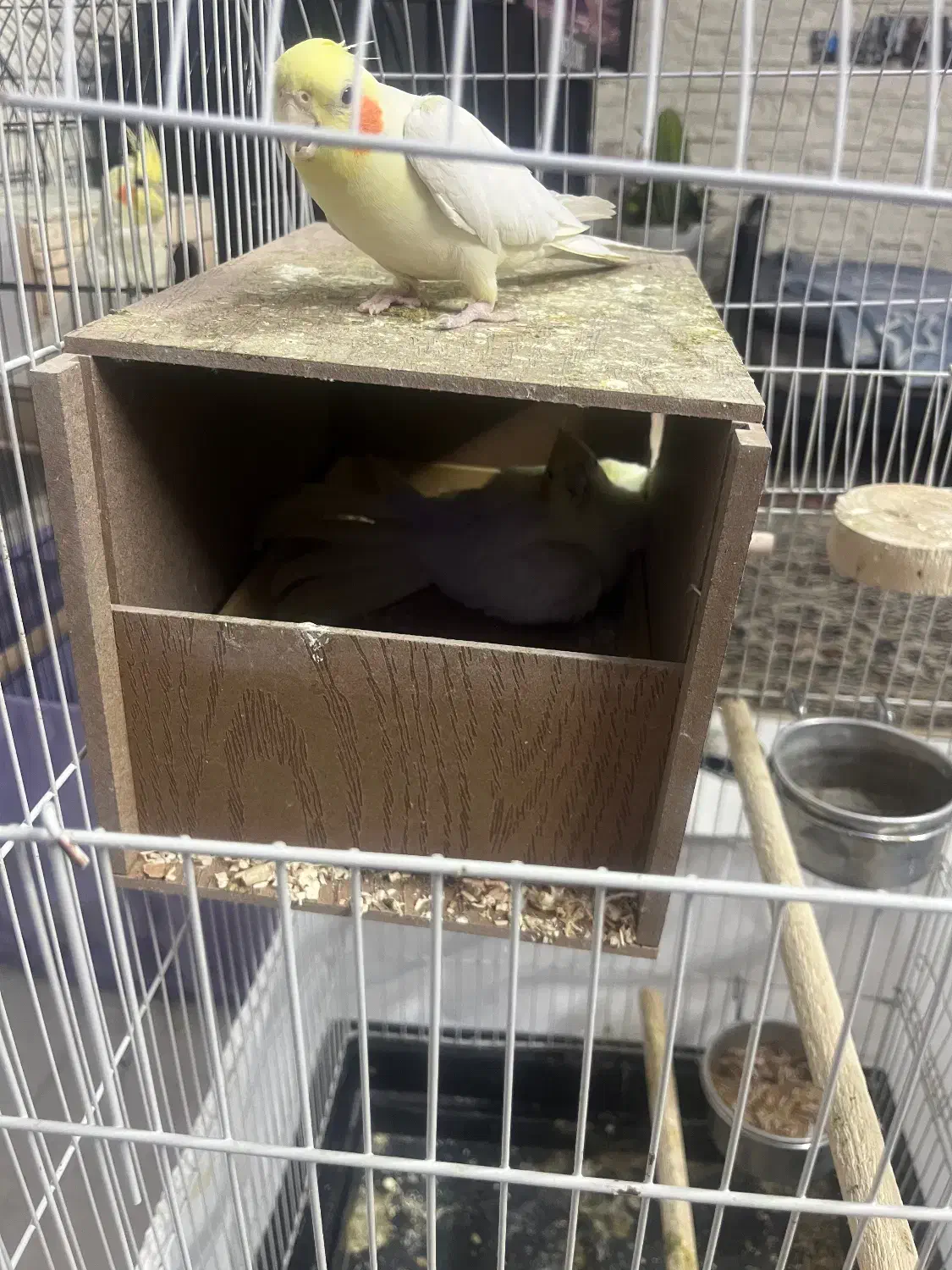 عروس هلندی مولد|پرنده|ری, شهید غیوری (ابن باویه)|دیوار