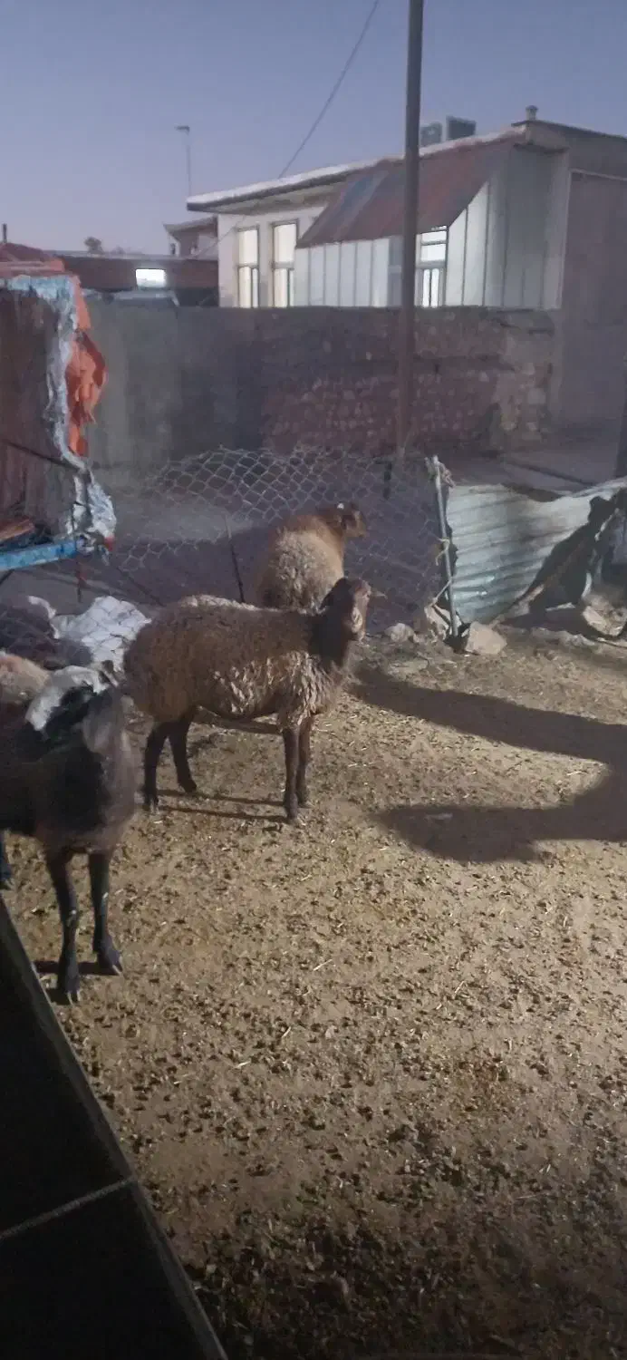 گوسفند میش شیشک|حیوانات مزرعه|اسلامآباد غرب, |دیوار
