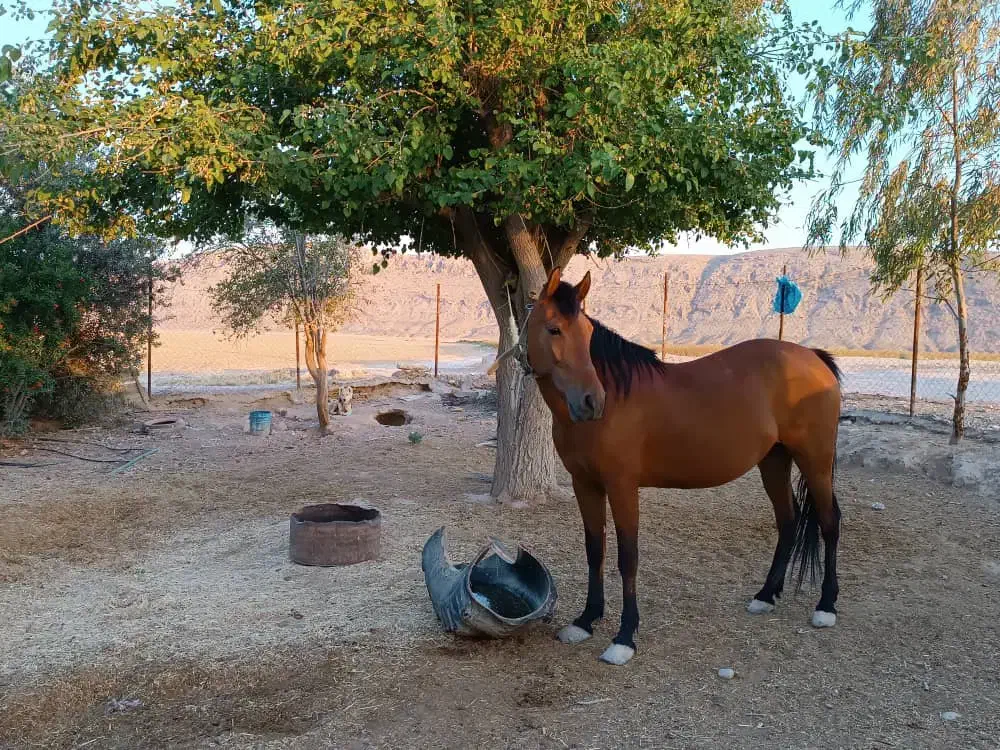 فروشی|اسب و تجهیزات اسبسواری|فسا, |دیوار