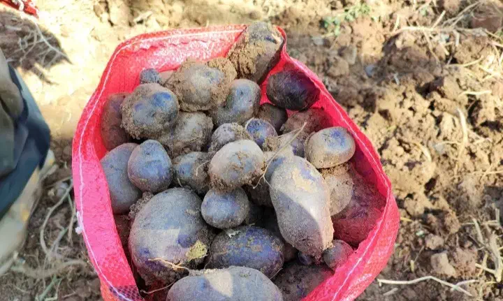 سیب زمینی بنفش|خوردنی و آشامیدنی|قیدار, |دیوار