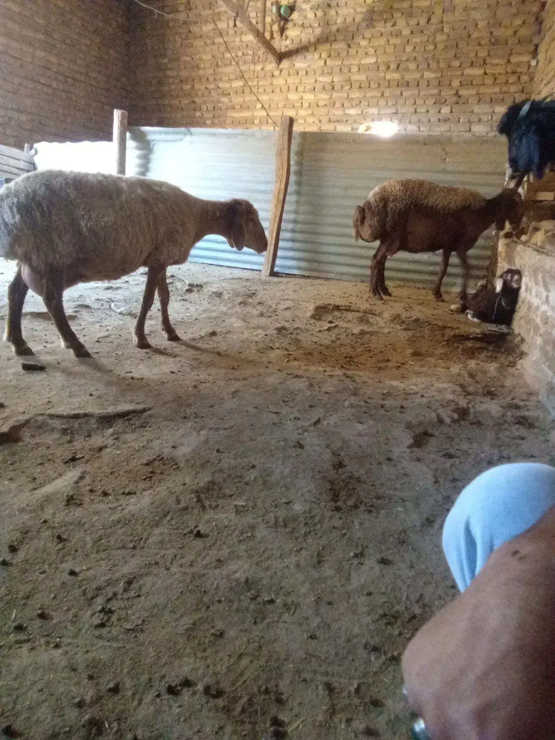چهاریک ساله پاکستانی آبستن.دوستان فیلم.دوم ببینید|حیوانات مزرعه|تربت جام, بهشت نبی|دیوار