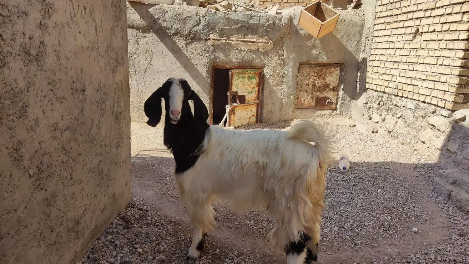 فروش یک راس بز|حیوانات مزرعه|اهرم, |دیوار