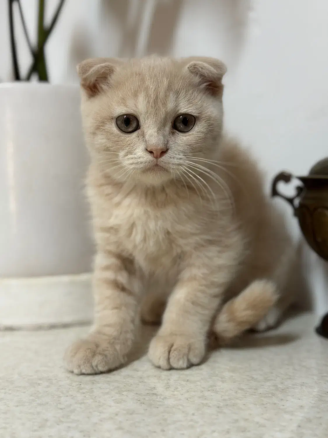 توله اسکاتیش فولد ۲ ماهه|گربه|گناباد, |دیوار