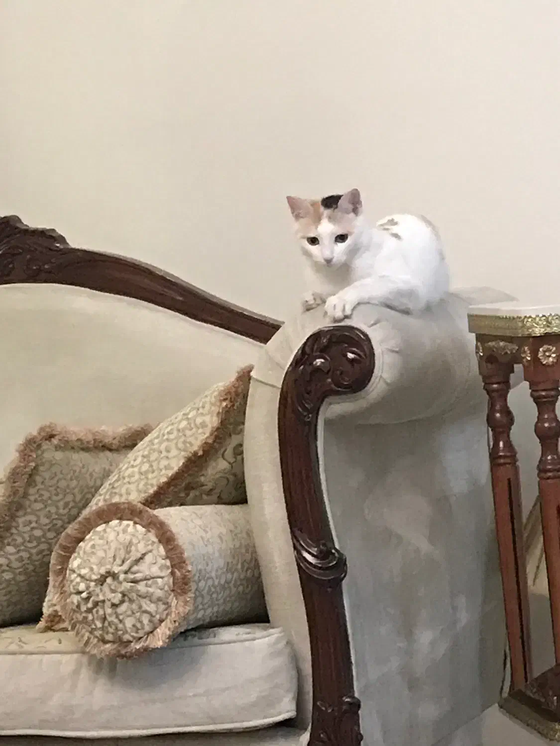 واگذاری گربه دی اس اچ|گربه|تهران, پاسداران|دیوار