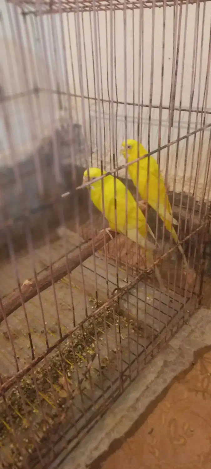 یه جفت مرغ عشق هلندی به شرط تخم  نقدی معاوضه ندارم|پرنده|مسجد سلیمان, |دیوار