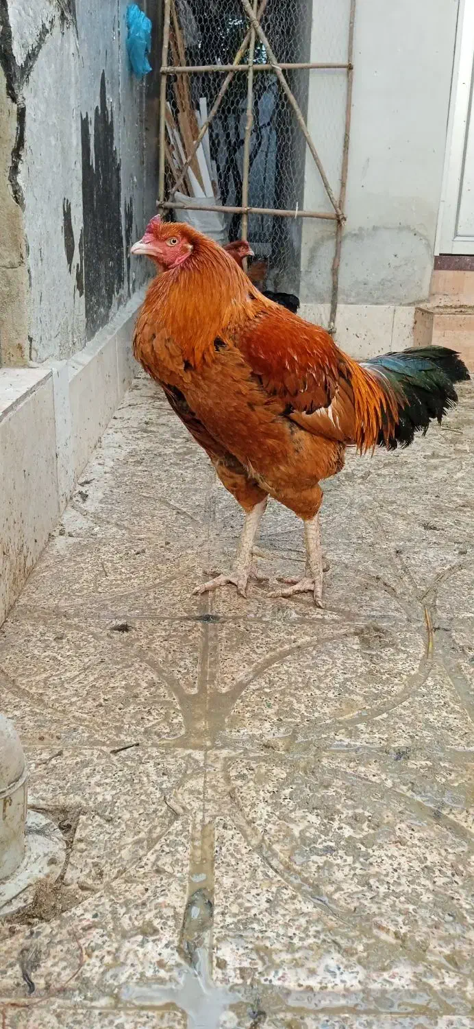 مرغ خروس|حیوانات مزرعه|کردکوی, |دیوار