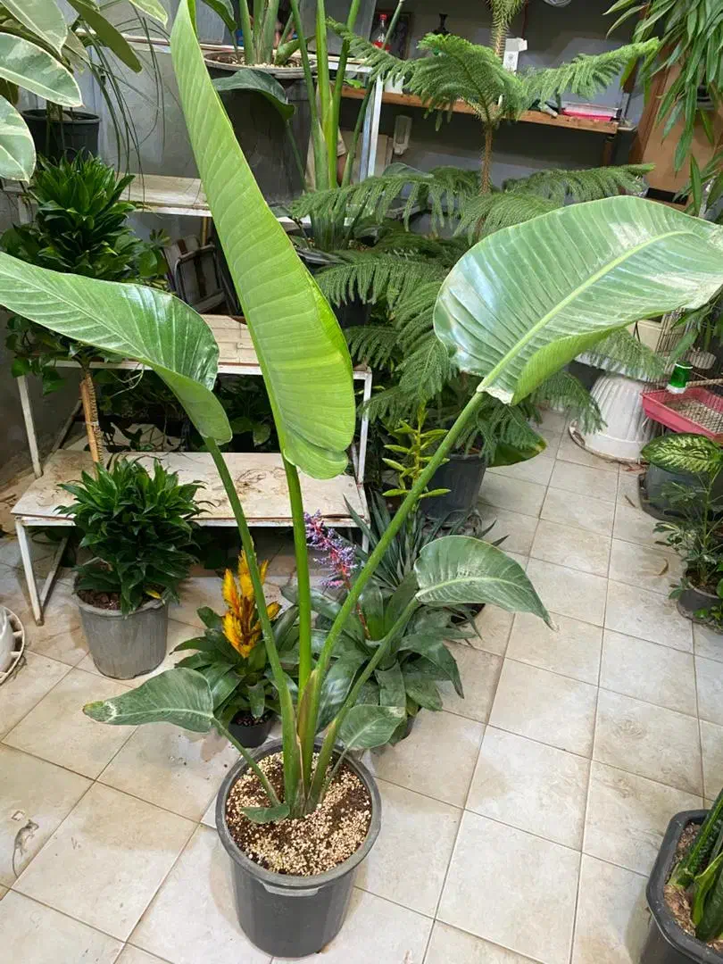 نخل نیکلای انواع گل گیاه اپارتمانی نیلا گالری|گل و گیاه طبیعی|لواسان, |دیوار