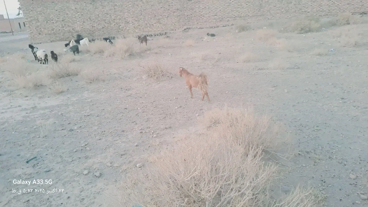 فروش گوسفند و بز|حیوانات مزرعه|خاش, |دیوار