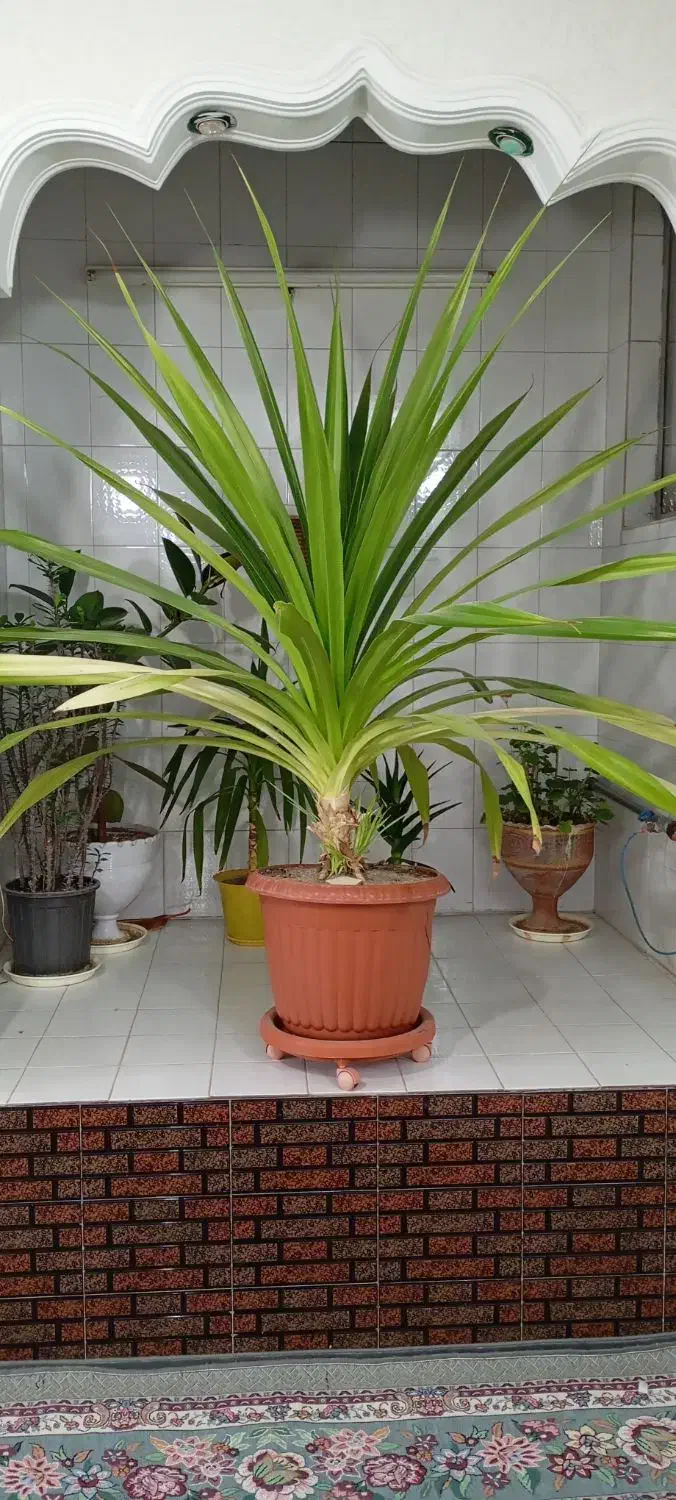 گل طبیعی زیبا|گل و گیاه طبیعی|فامنین, |دیوار