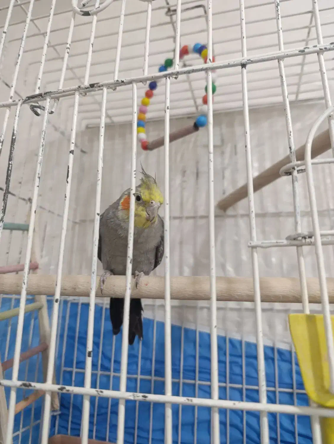 عروس هلندی|پرنده|کاشان, فاز ۲ ناجی آباد|دیوار