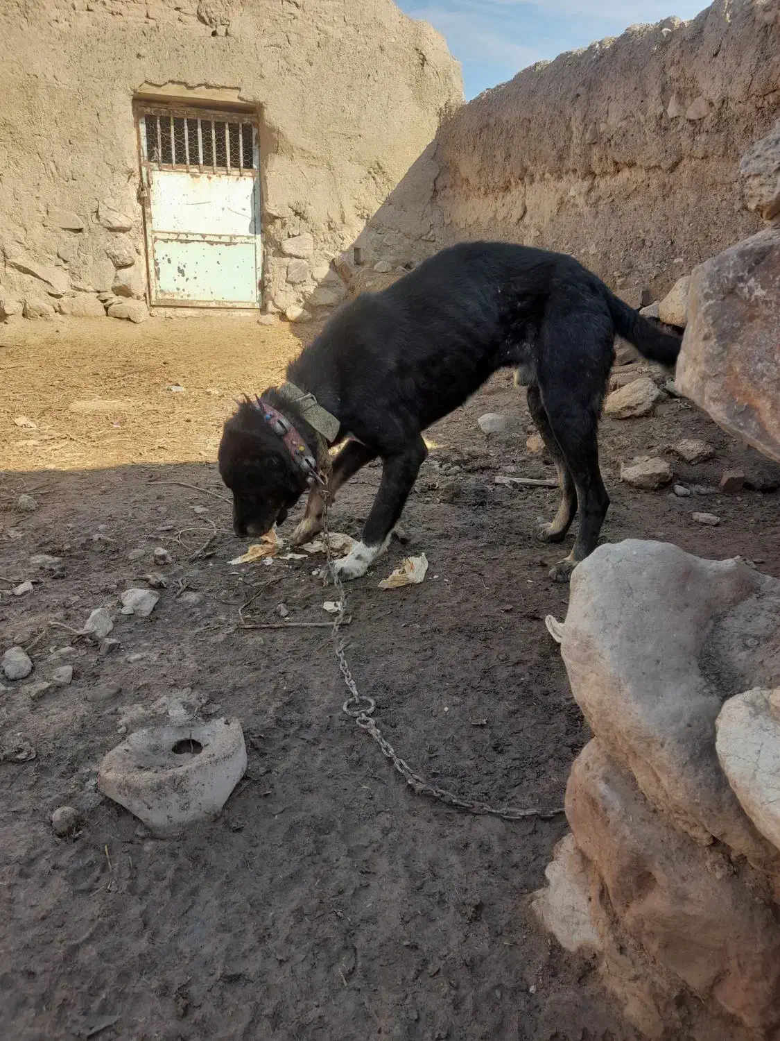 سگ سگ|سگ|نیشابور, مازول|دیوار