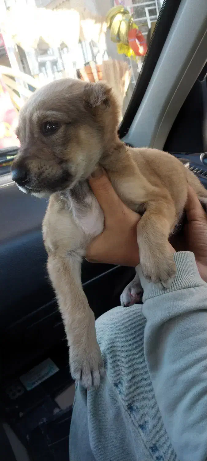 سگ سراب نر مفت مفت ۸۰۰|سگ|بجنورد, |دیوار