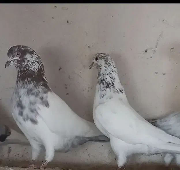 کله سبز|پرنده|همدان, |دیوار