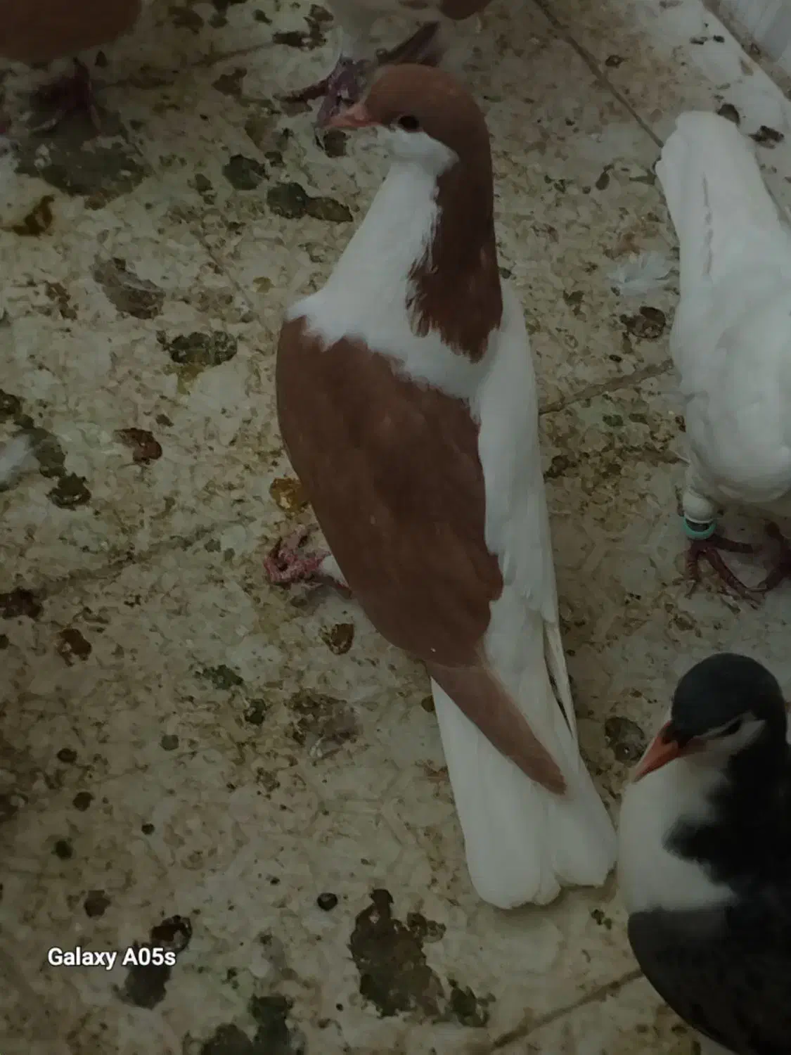 کبوتر خوشرنگ و طوقی|پرنده|فولادشهر, B2|دیوار