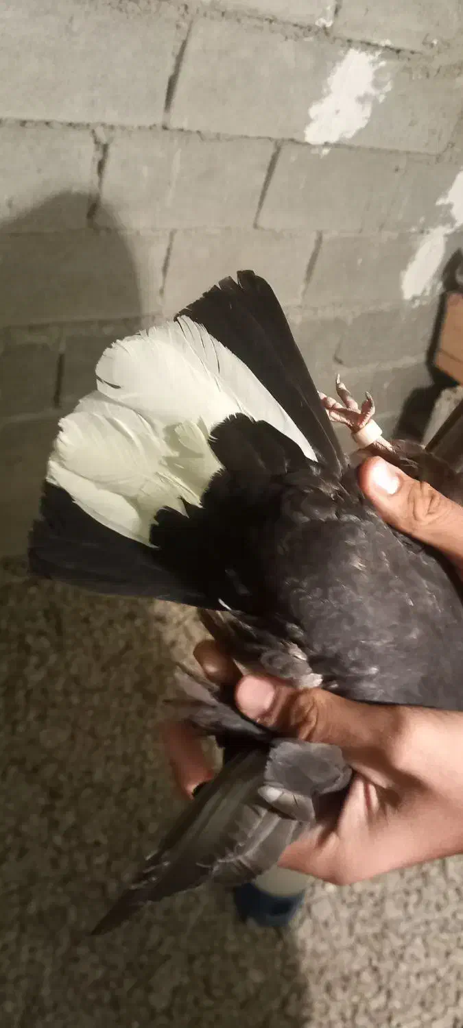 کفتر لوت|پرنده|چمران, |دیوار