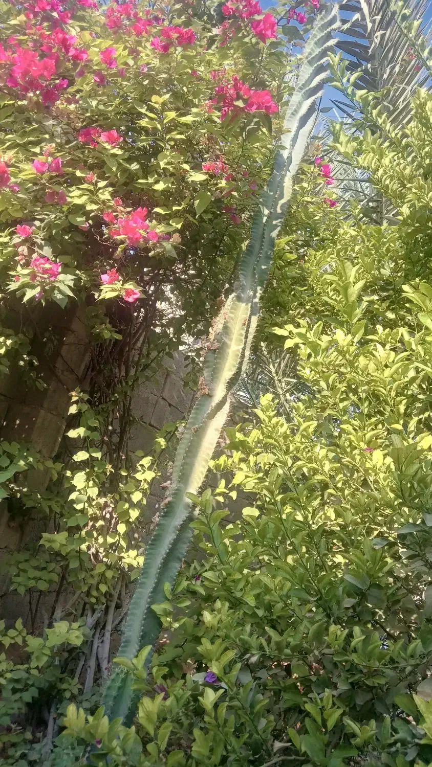 کاکتوس|گل و گیاه طبیعی|آبدان, |دیوار