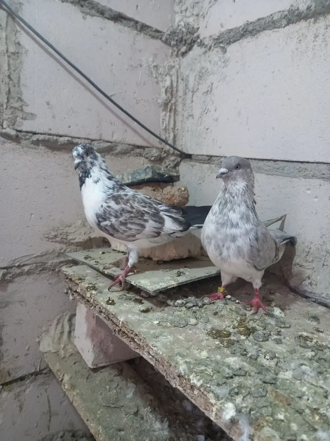 دوعددنرتیرماه|پرنده|اردبیل, |دیوار