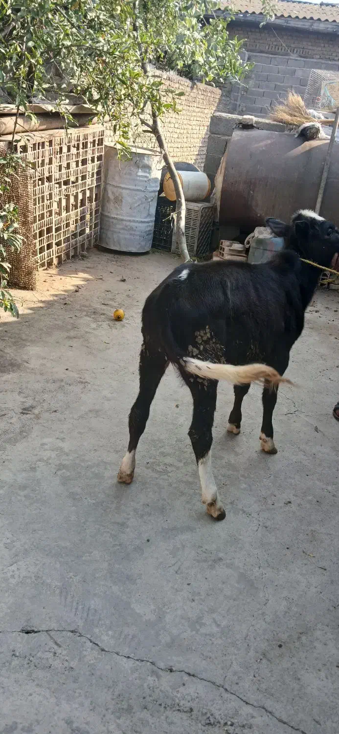 گوساله|حیوانات مزرعه|خان ببین, |دیوار