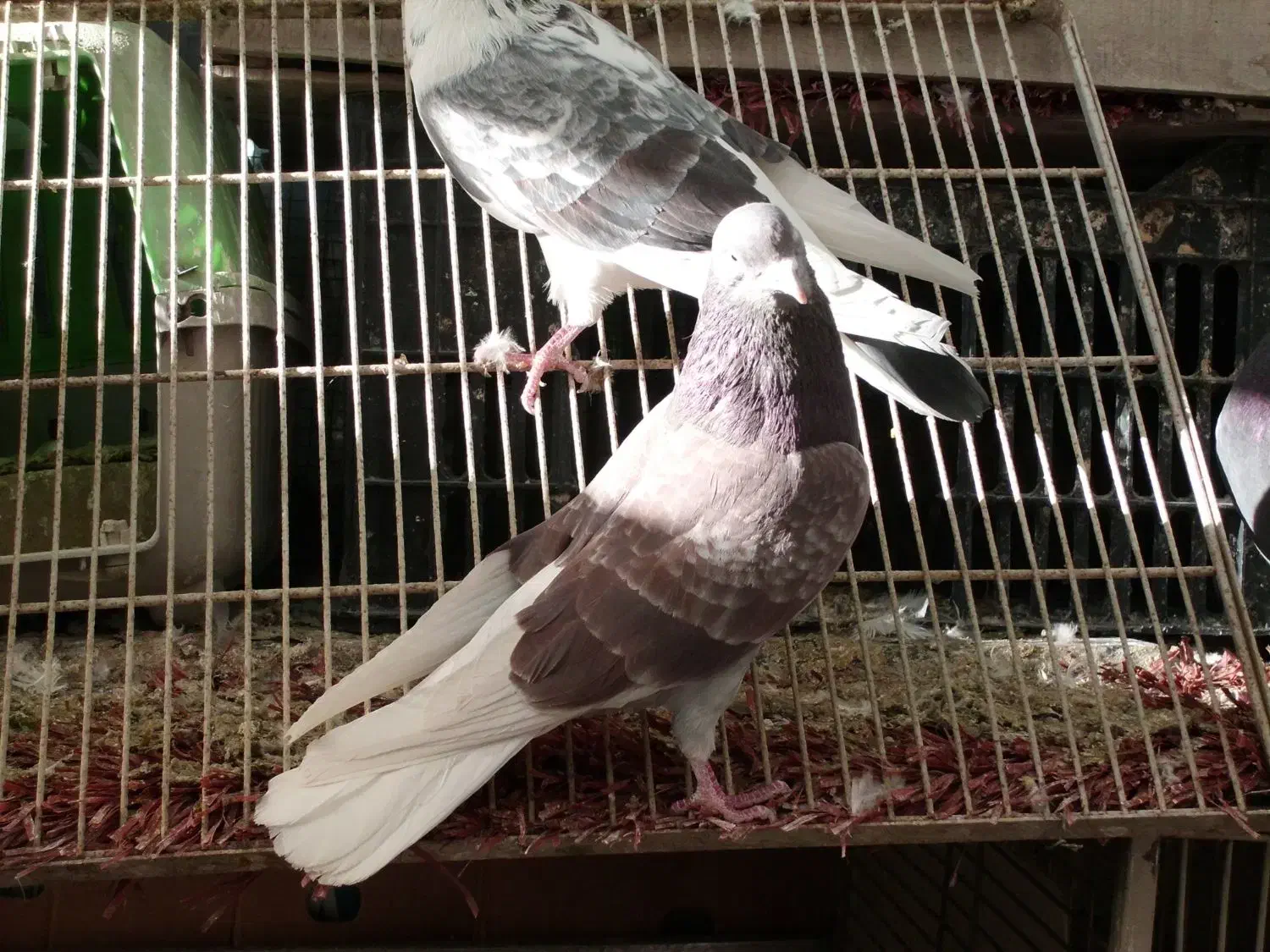 کفتر کفتر بازی|پرنده|وحیدیه, |دیوار