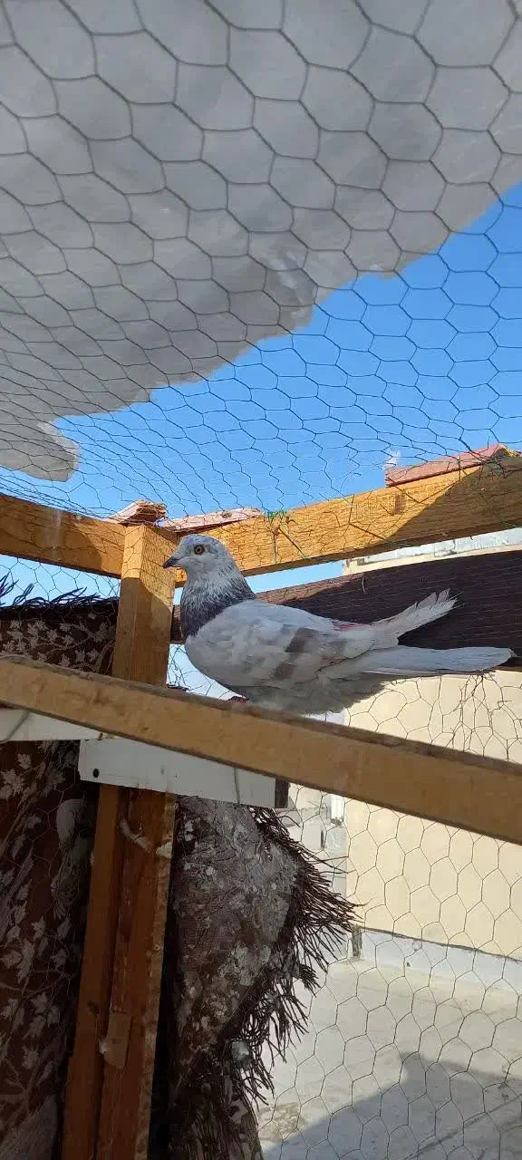 کفتر پرشی شهریار|پرنده|شهریار, شهریار|دیوار