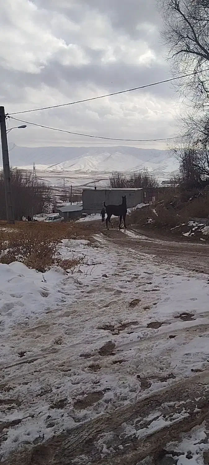 کره نریون|اسب و تجهیزات اسب‌سواری|دورود, |دیوار