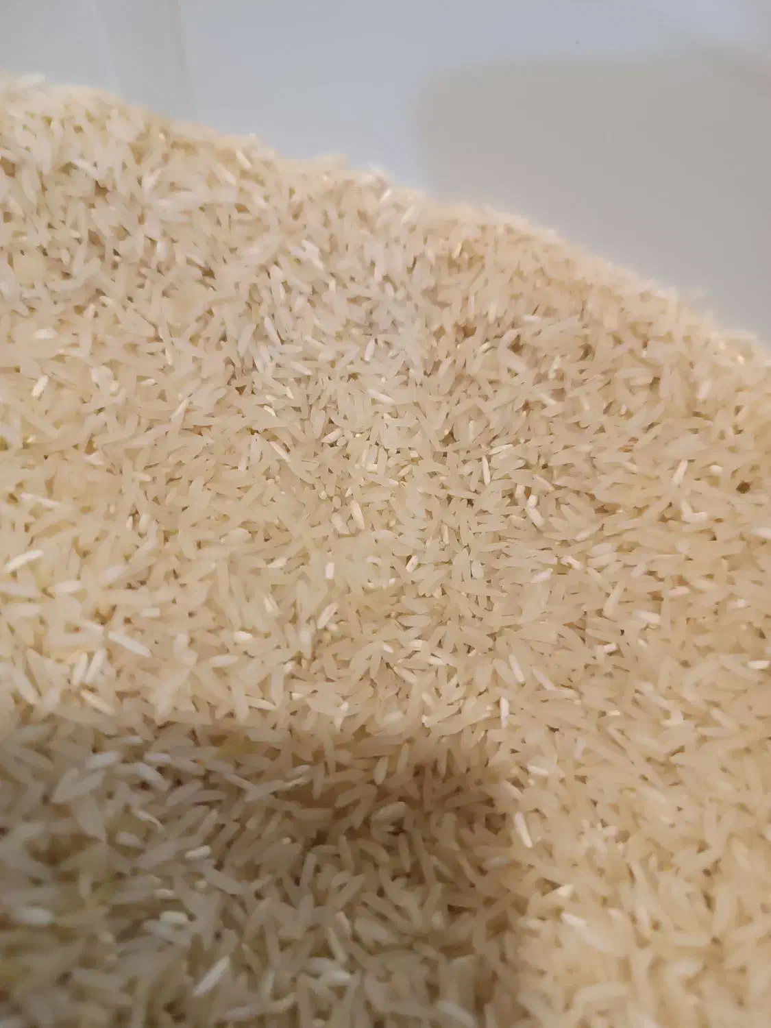 برنج فجر سوزنی|خوردنی و آشامیدنی|گرگان, |دیوار