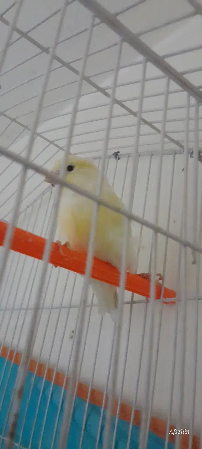 سه عددقناری طلایی|پرنده|بجنورد, |دیوار