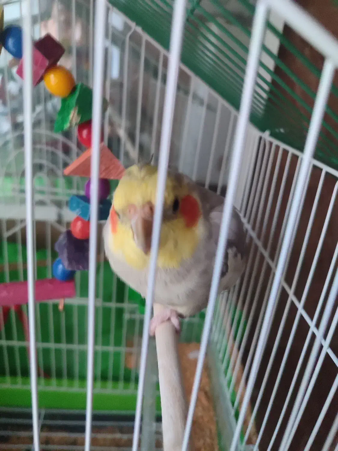 عروس‌هلندی|پرنده|تاکستان, |دیوار