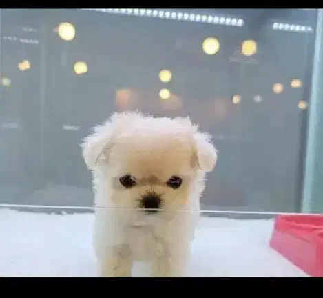 توله سگ نمکی واگذاری 2900|سگ|تهران, صادقیه|دیوار